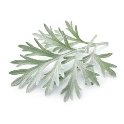 Artemisia