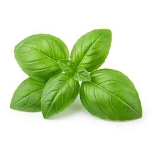 Basil