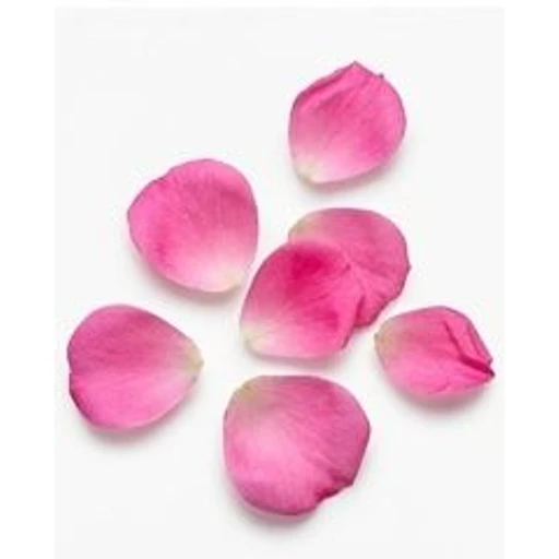 Bulgarian Rose