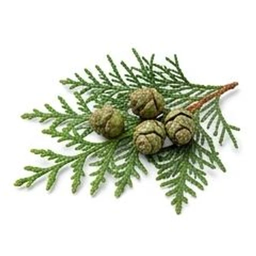 Cypress