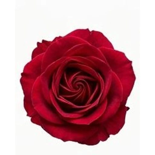 Damask Rose