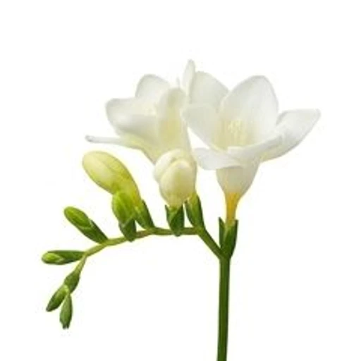 Freesia