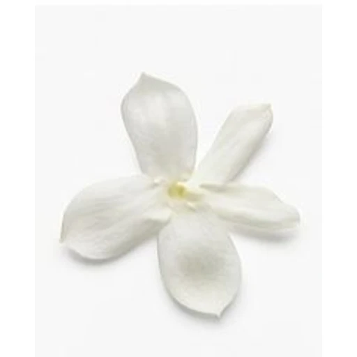 French Jasmine