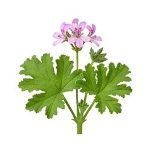 Geranium