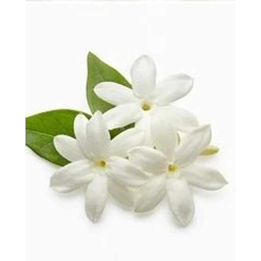 Jasmine