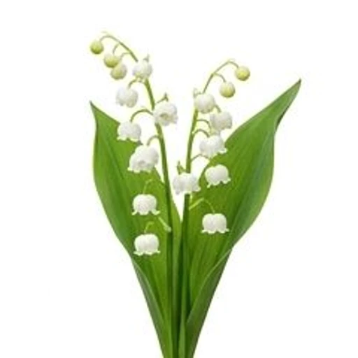 Lily of the Valley