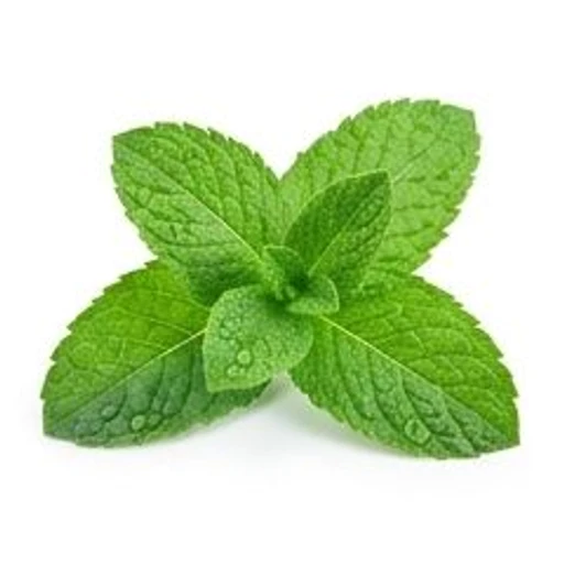 Mint
