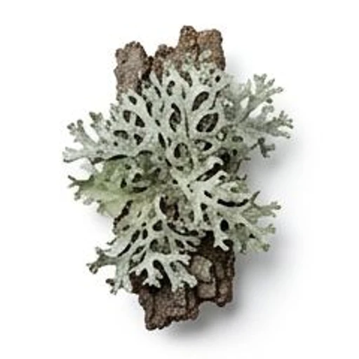 Oakmoss