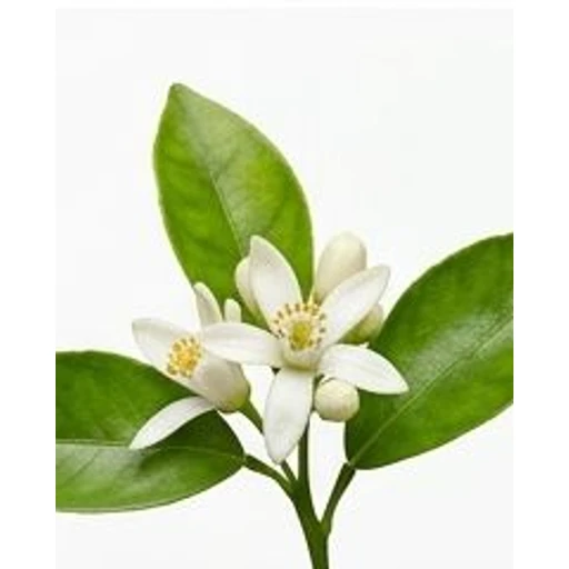 Orange Blossom