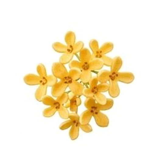 Osmanthus
