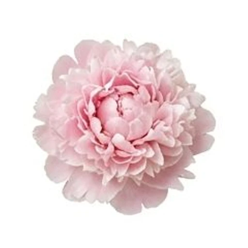 Peony
