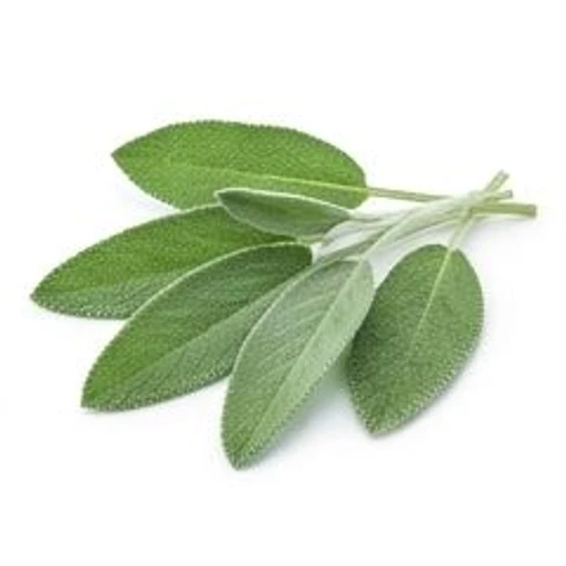 Sage