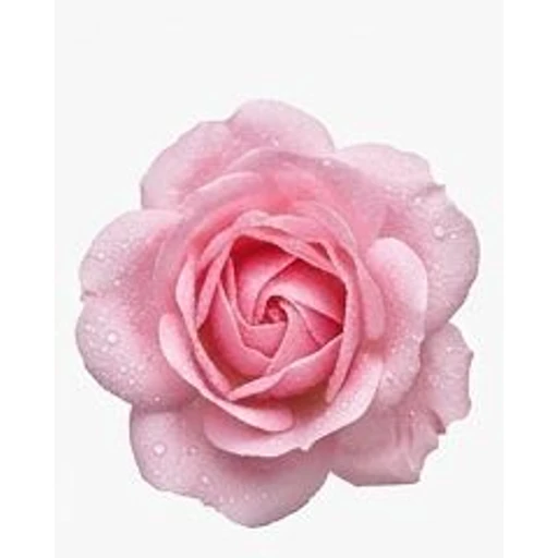 Taif Rose
