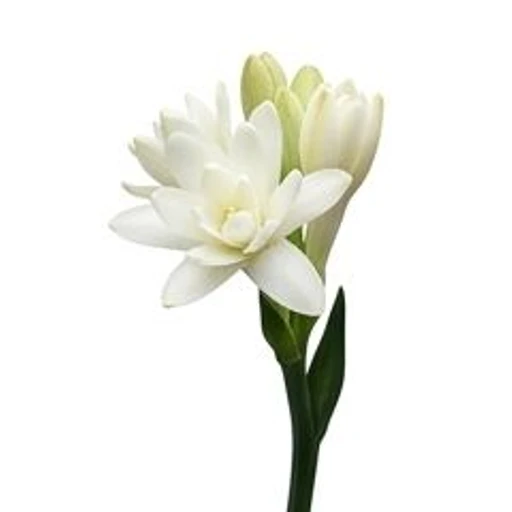 Tuberose
